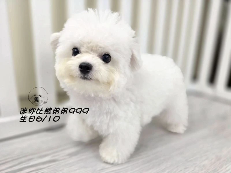 韓版迷你型 短腿 短吻 爆毛 大眼 比熊弟弟999
