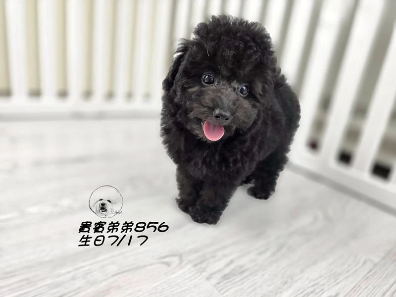 爆毛 巧克力灰貴賓弟弟856