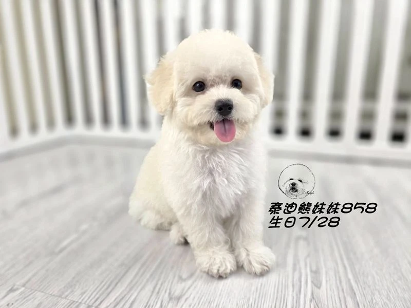 奶白泰迪熊 大眼 爆毛 妹妹858