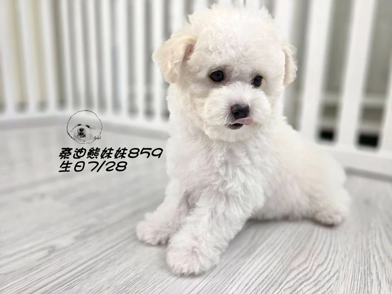 奶白泰迪熊 大眼 爆毛 妹妹859
