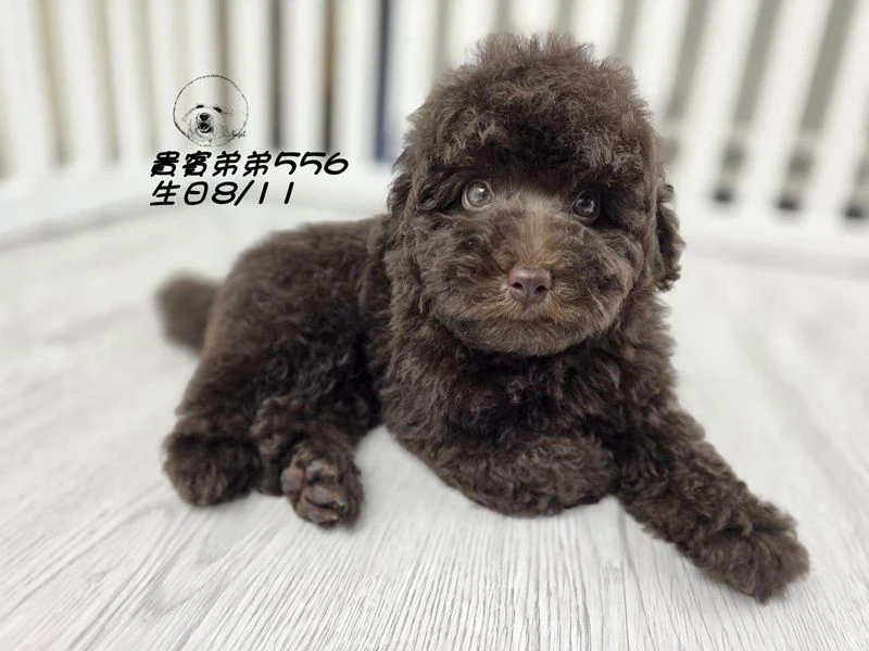 爆毛 巧克力貴賓 弟弟556