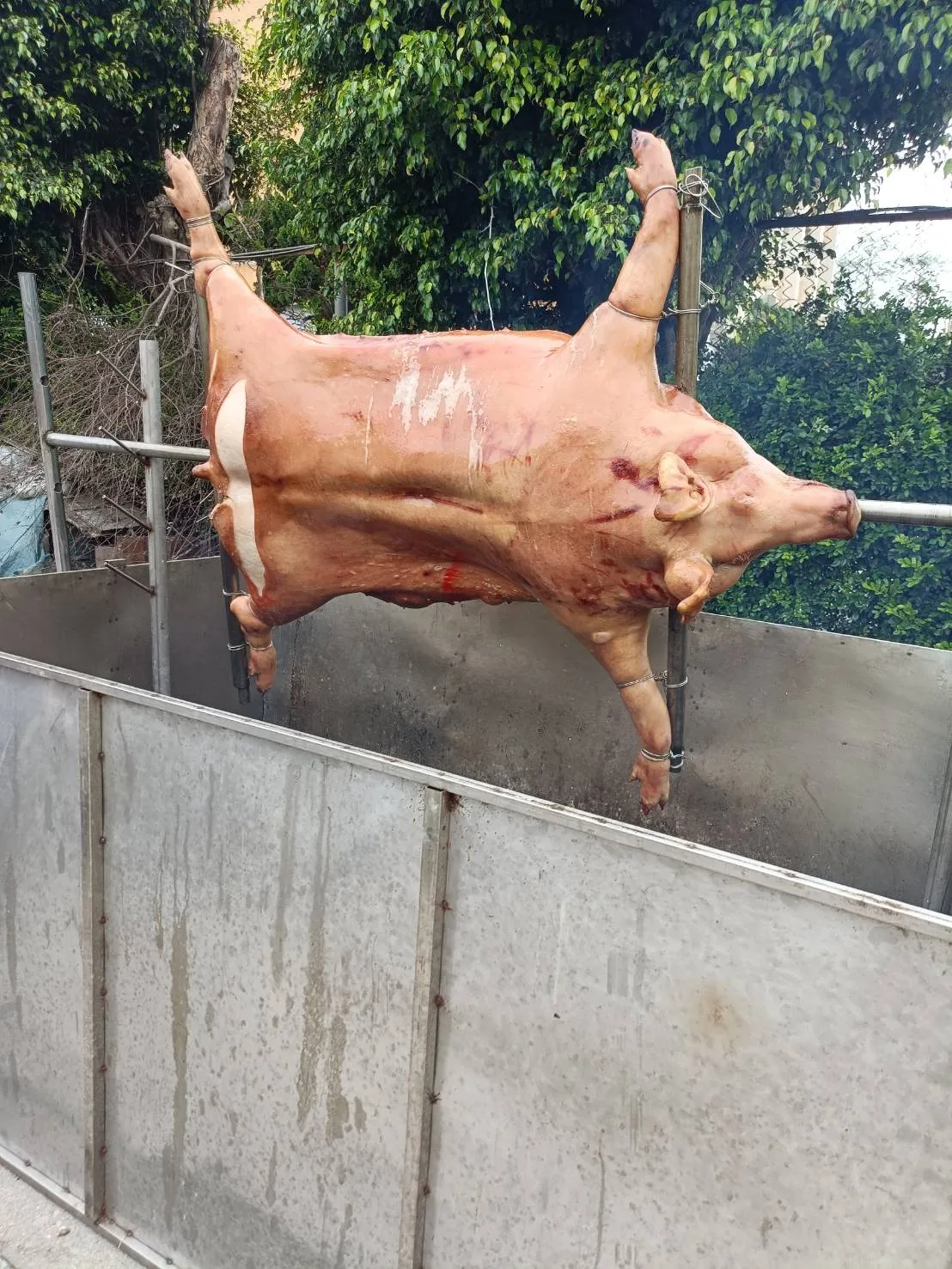 團體訂購烤大豬