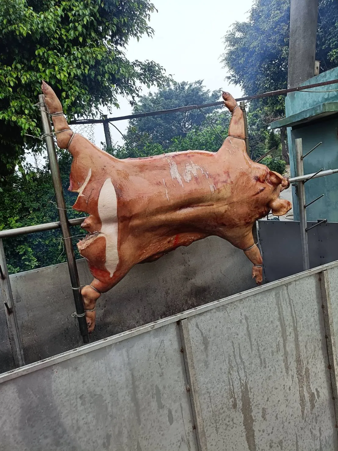 團體訂購烤大豬