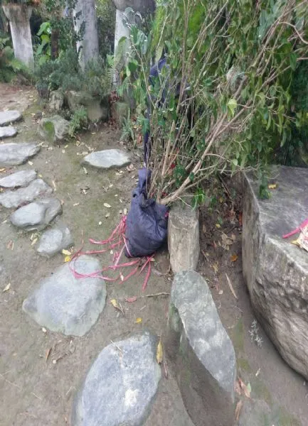 特殊搬遷-園藝搬遷