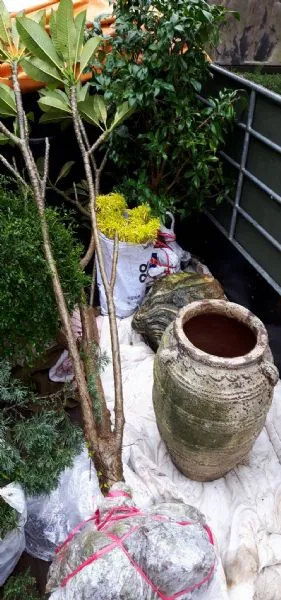 特殊搬遷-園藝搬遷