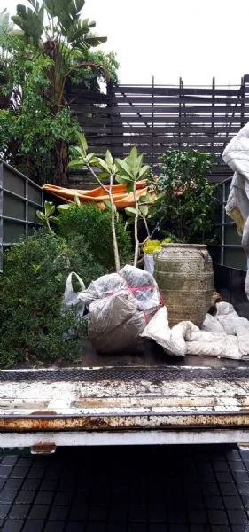 特殊搬遷-園藝搬遷