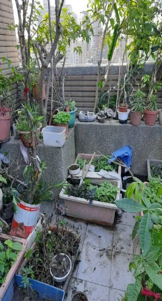 園藝花圃搬遷