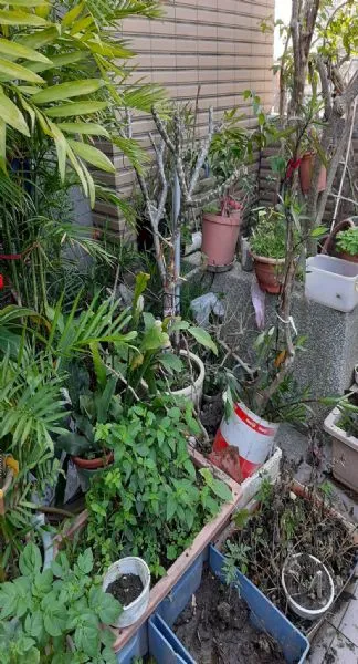 園藝花圃搬遷