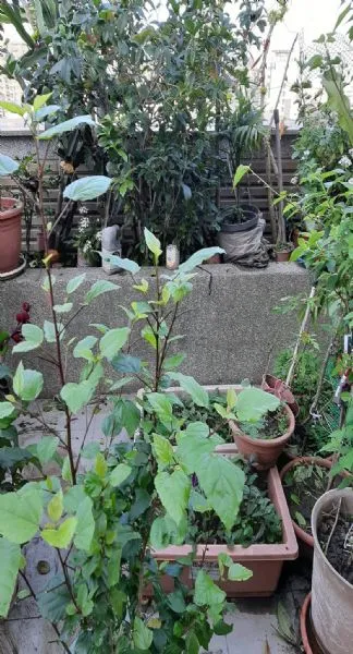園藝花圃搬遷
