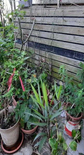 園藝花圃搬遷