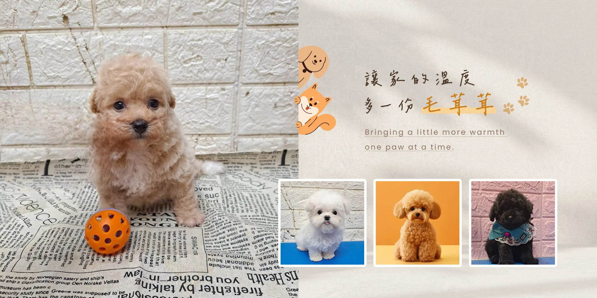 繽狗寵物生活館-比熊犬舍,高雄比熊犬舍,三民區比熊犬舍推薦,貓舍推薦,高雄貓舍推薦,高雄英短貓貓舍