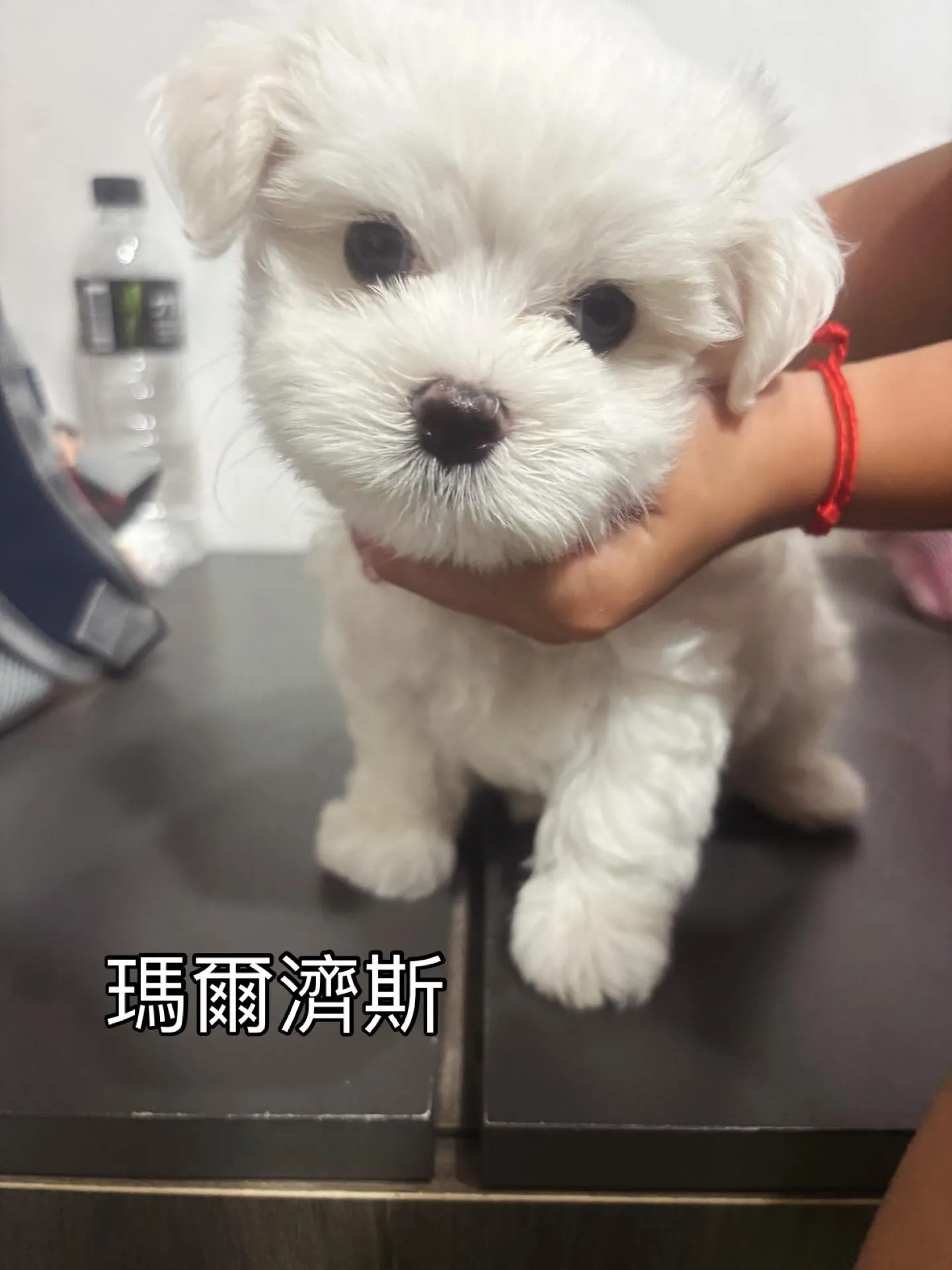 瑪爾濟斯