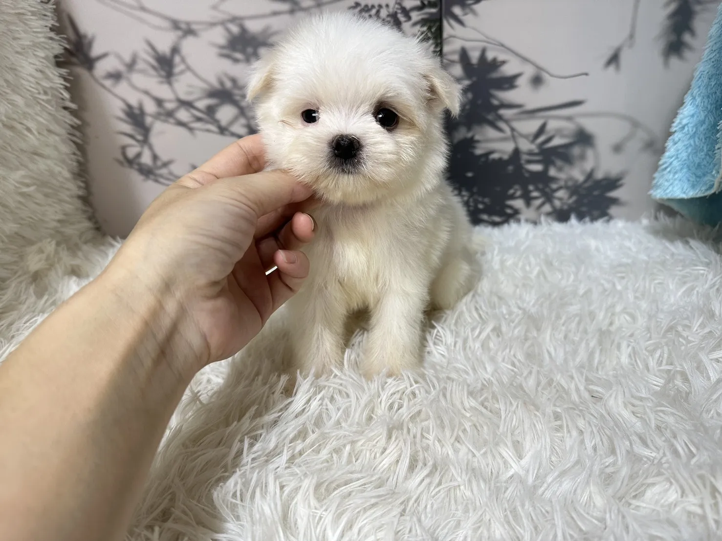 瑪爾母 生日9/7 完成一劑疫苗