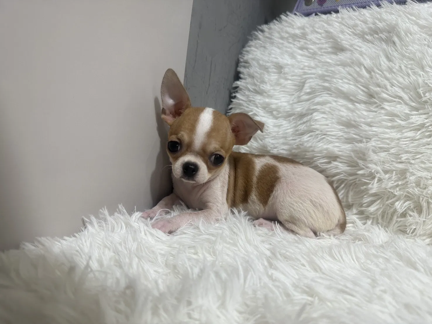 吉娃娃 母 生日 7/26 完成一劑疫苗