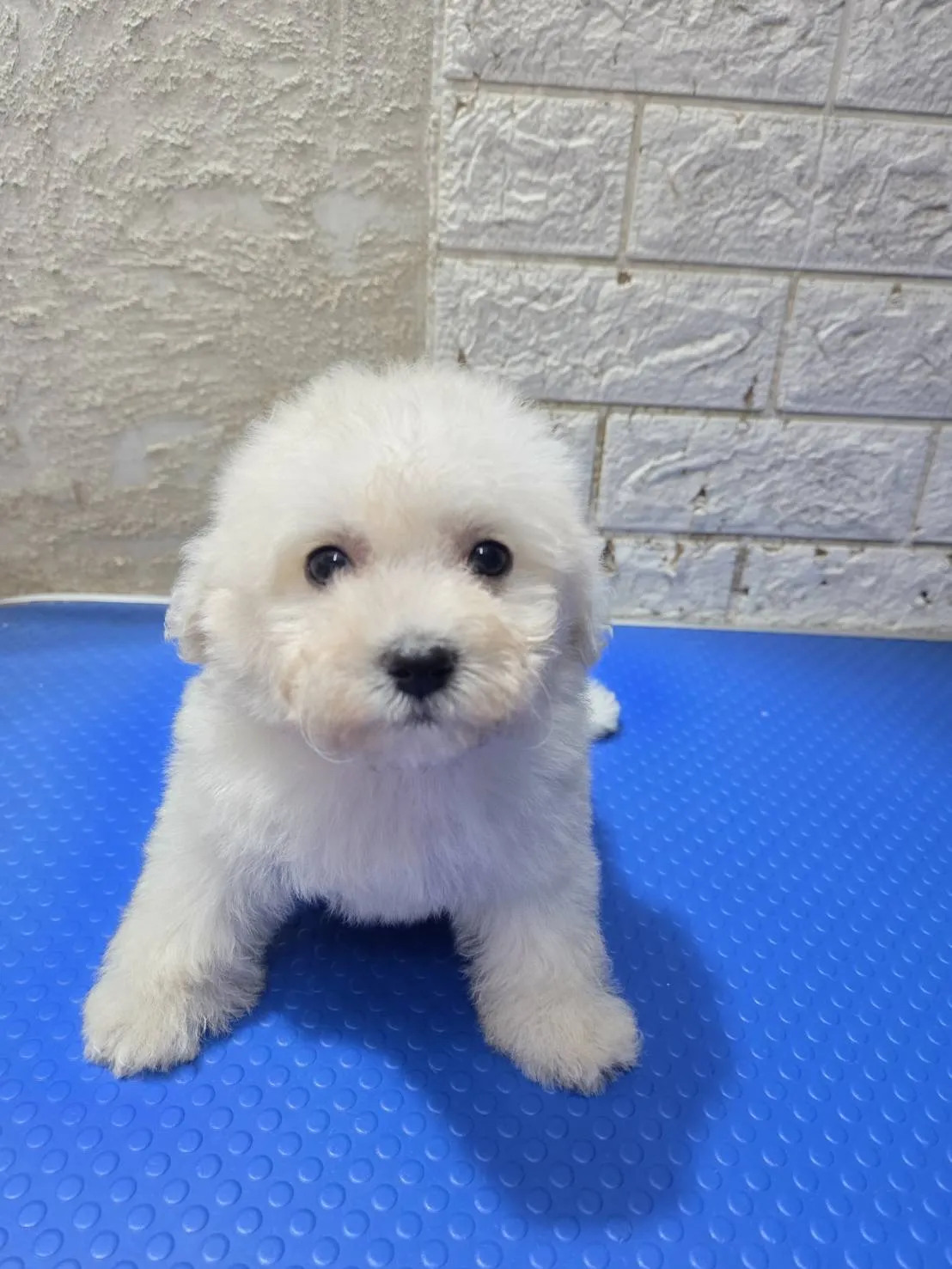 比熊犬 母  生日9/12 完成一劑疫苗