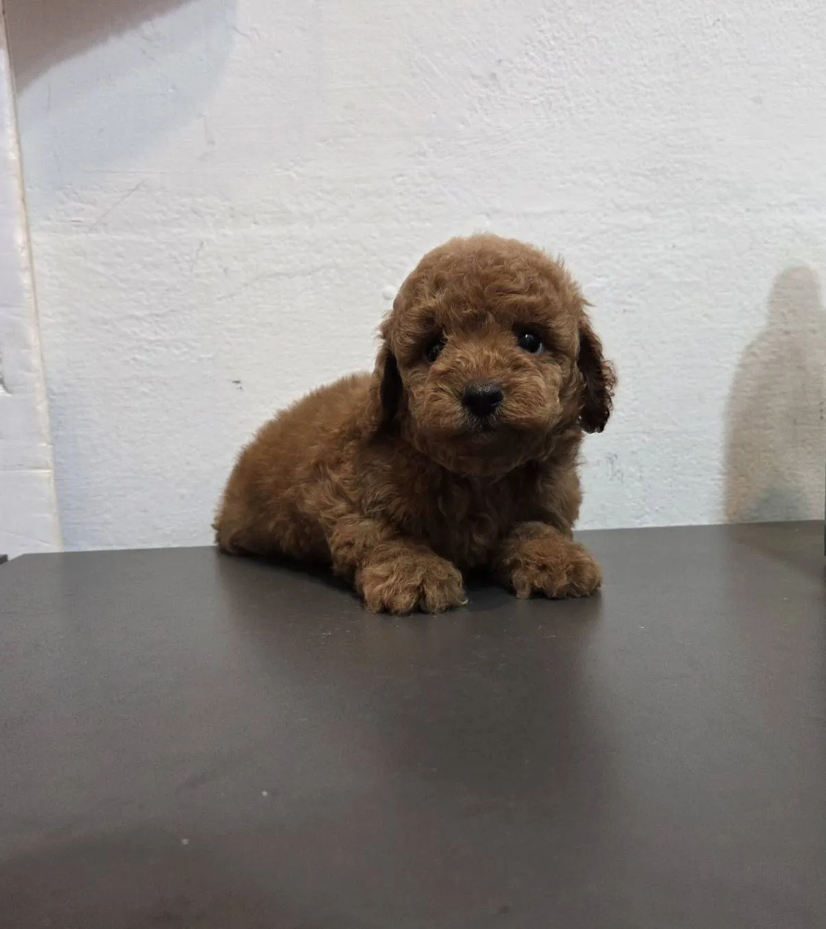 玩具紅貴賓弟弟