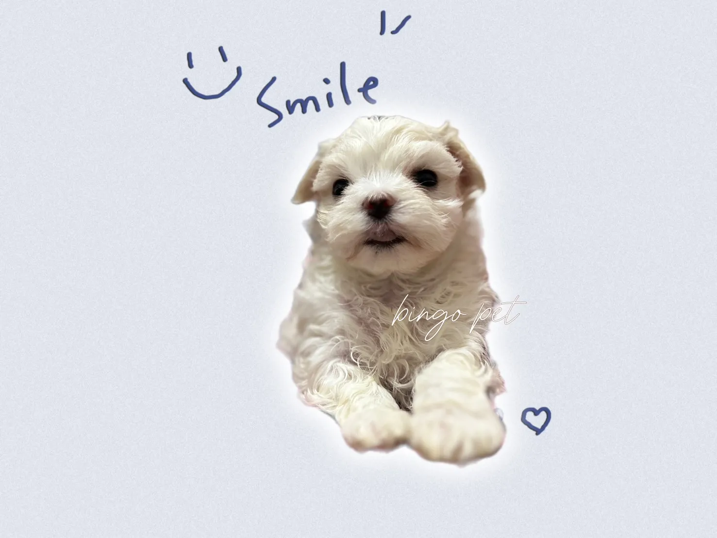 甜美馬爾濟斯妹妹