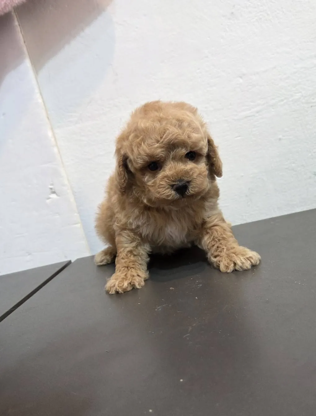 玩具型奶油貴賓弟弟