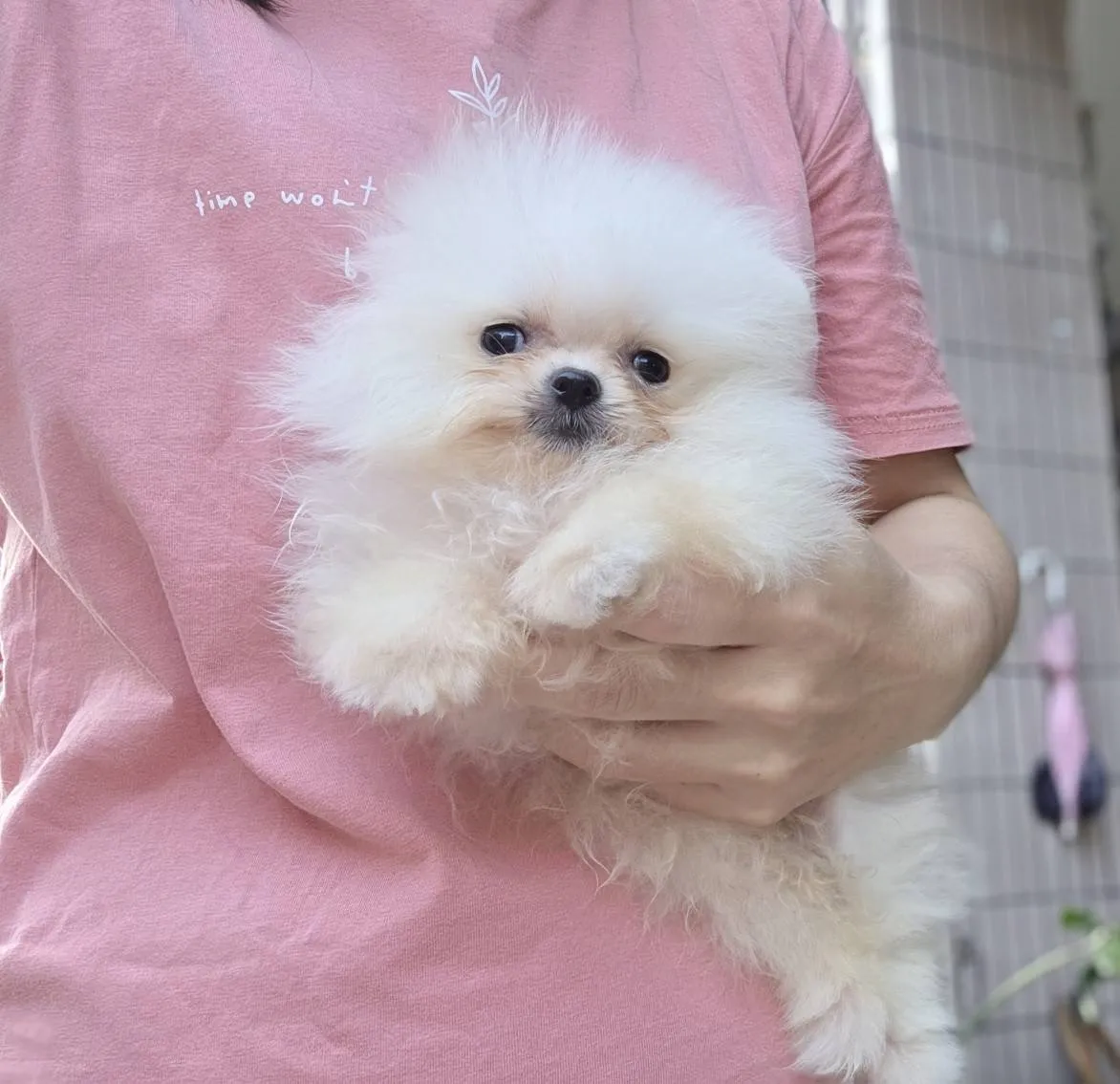 甜甜價白松鼠博美弟弟