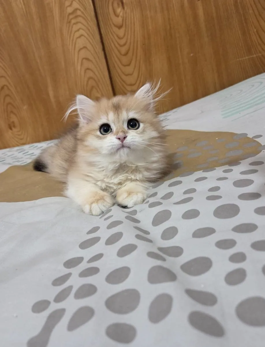 金漸層英國長毛貓弟弟