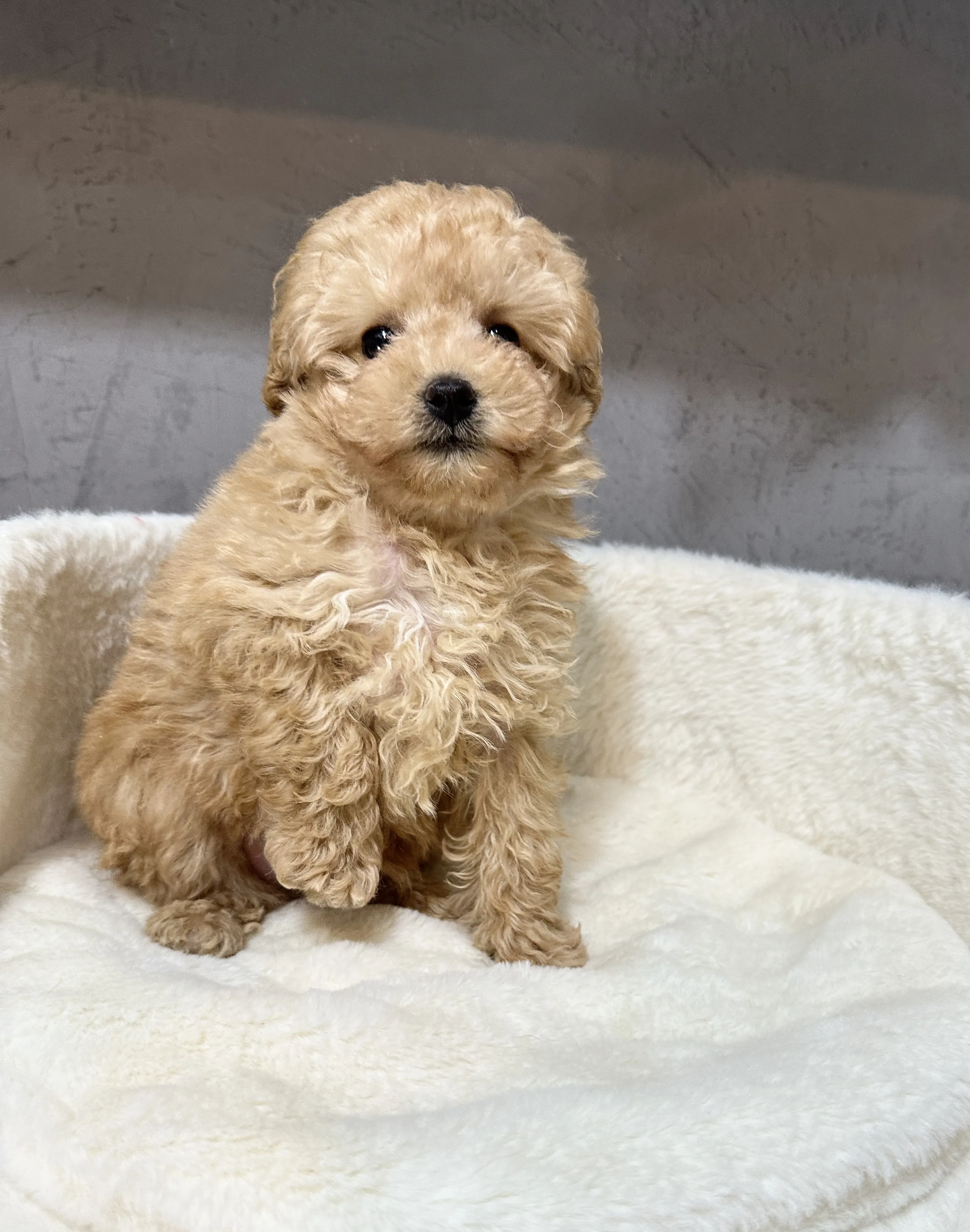 焦糖色甜臉貴賓