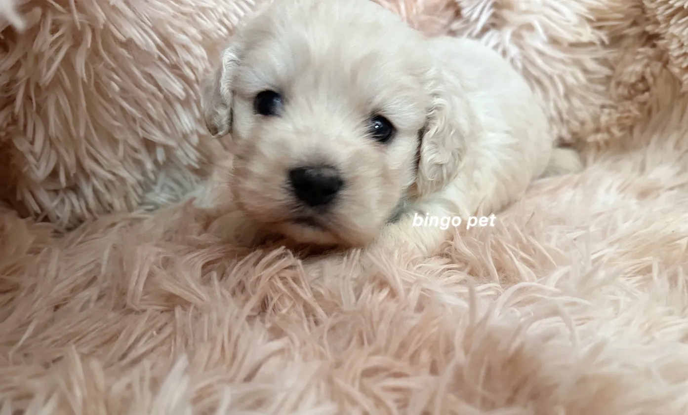 奶油色可卡布幼犬