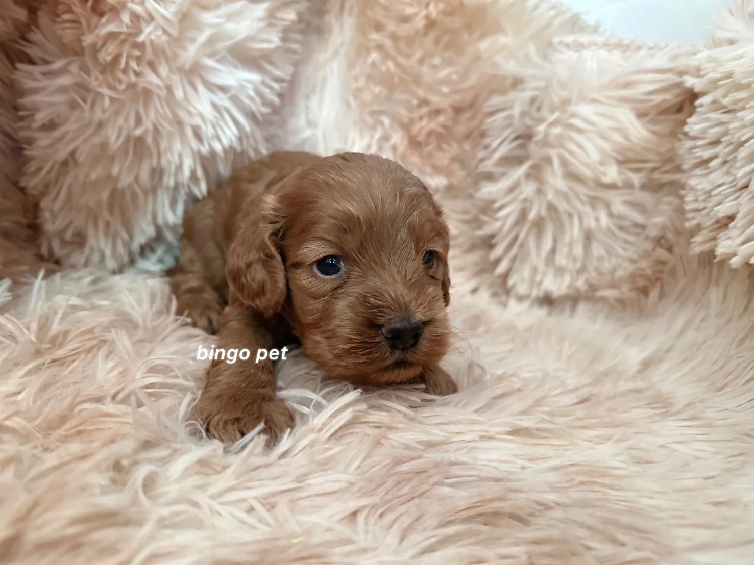 棕色可卡布幼犬