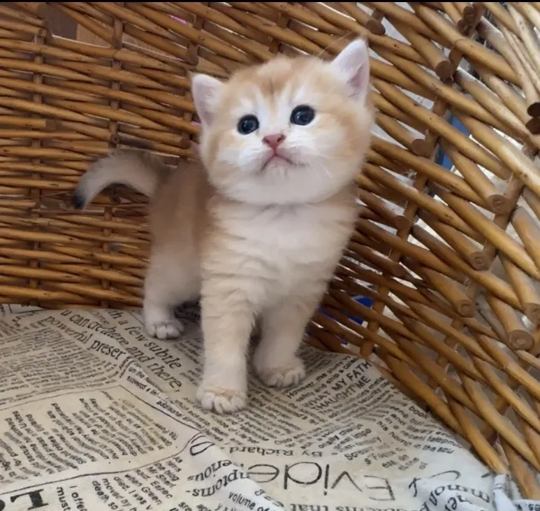 金漸層英國短毛弟弟