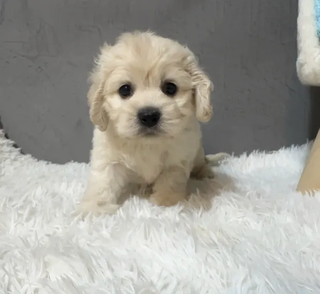 熱門˙可卡布幼犬