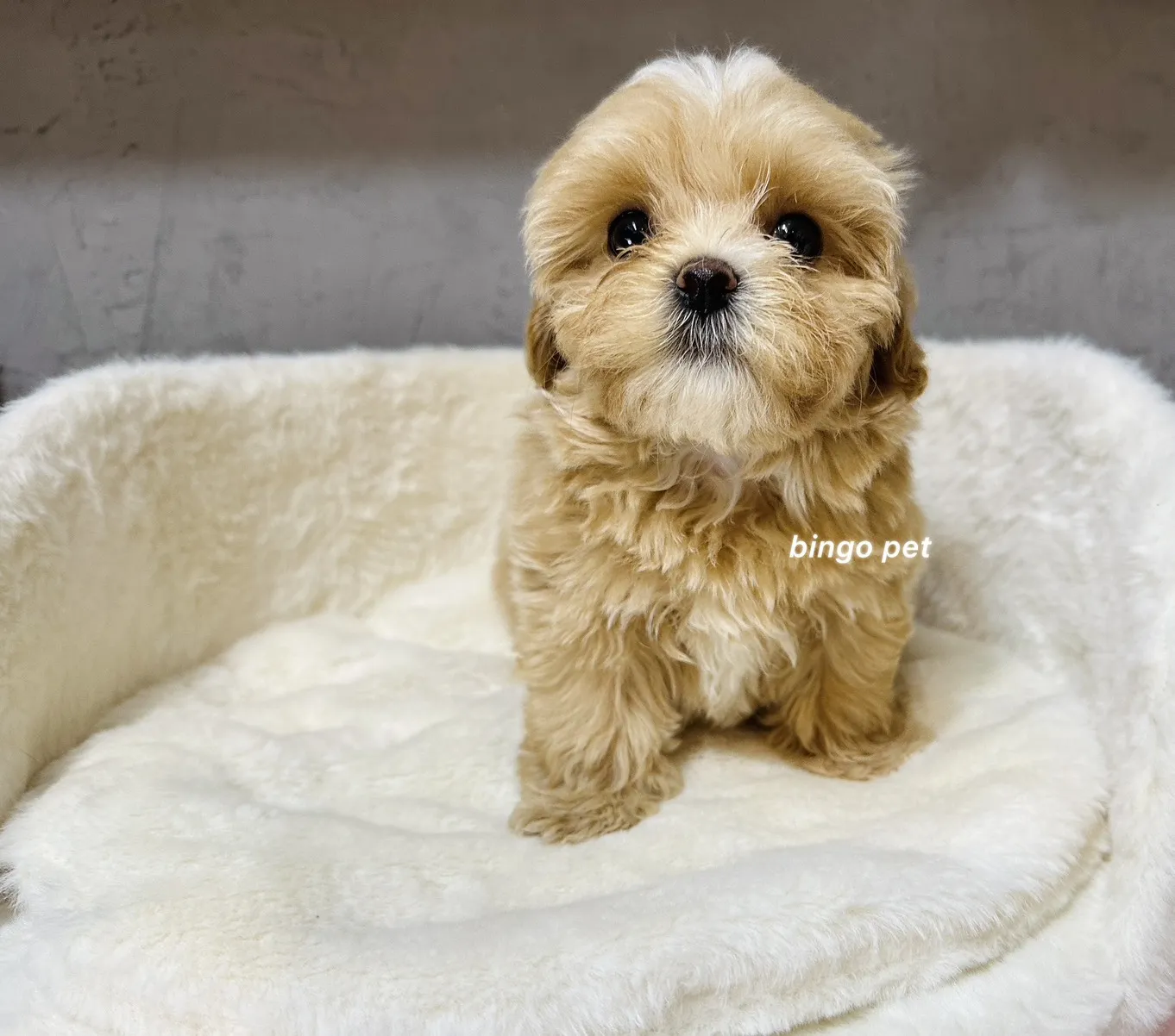 紅白花色甜美瑪爾泰迪