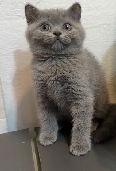 藍色英國短毛貓