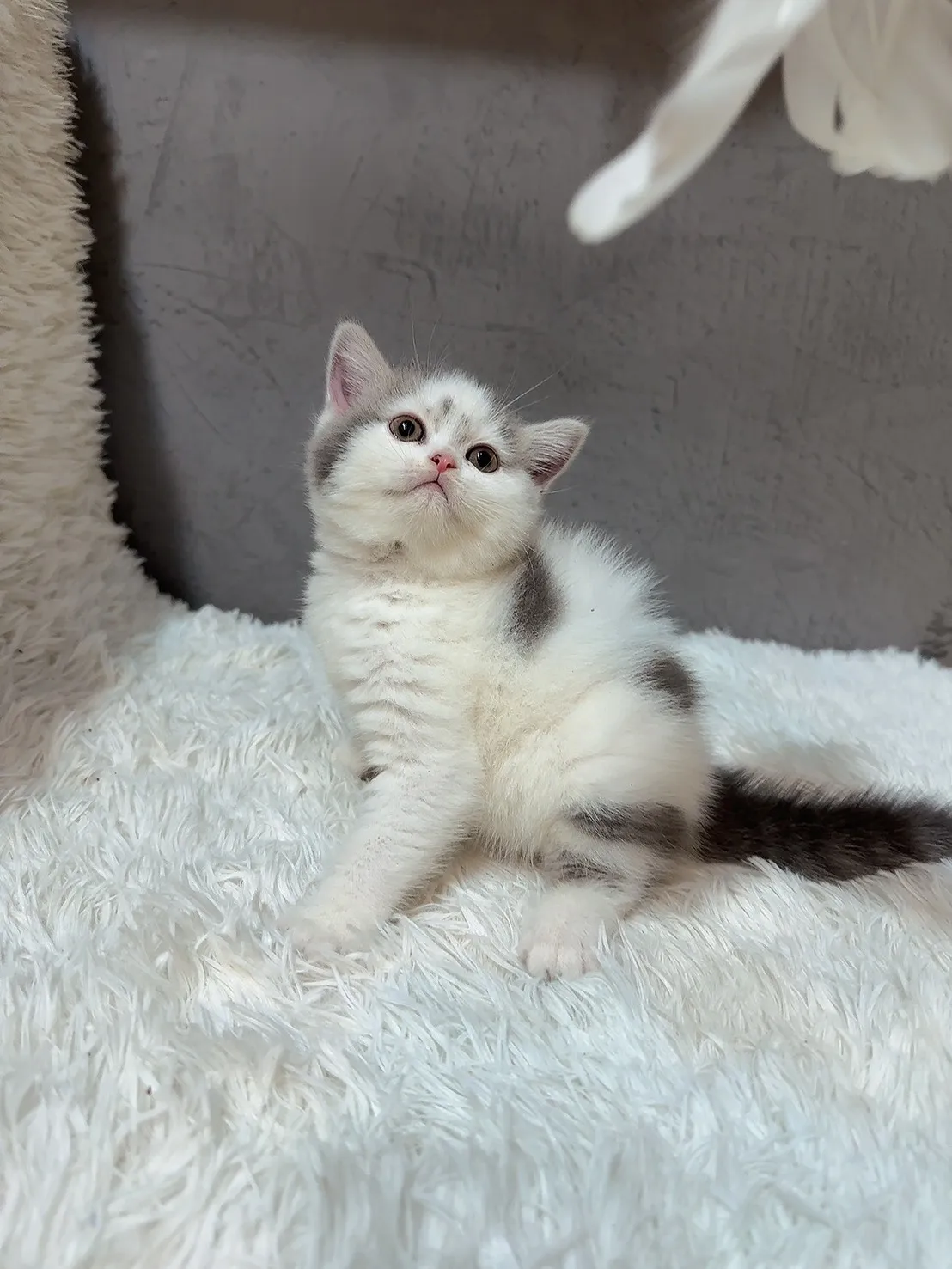 藍白色英國短毛貓