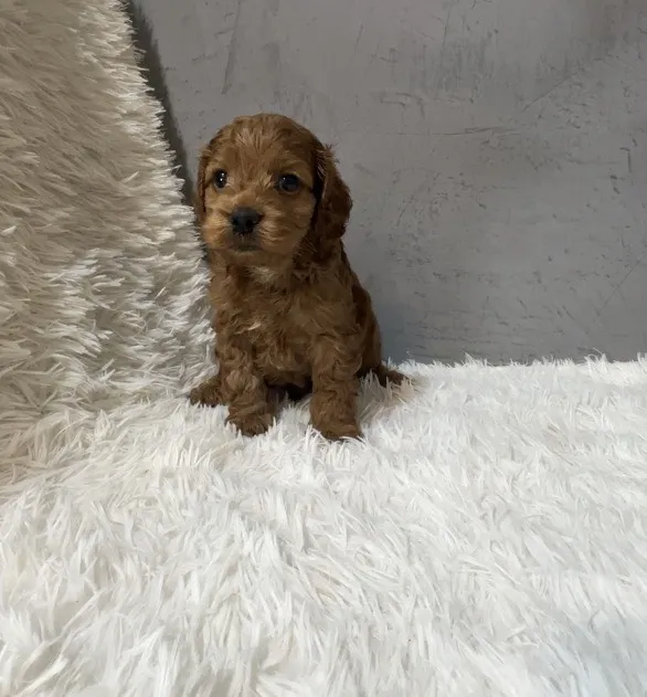 聰明活熱門可卡布犬