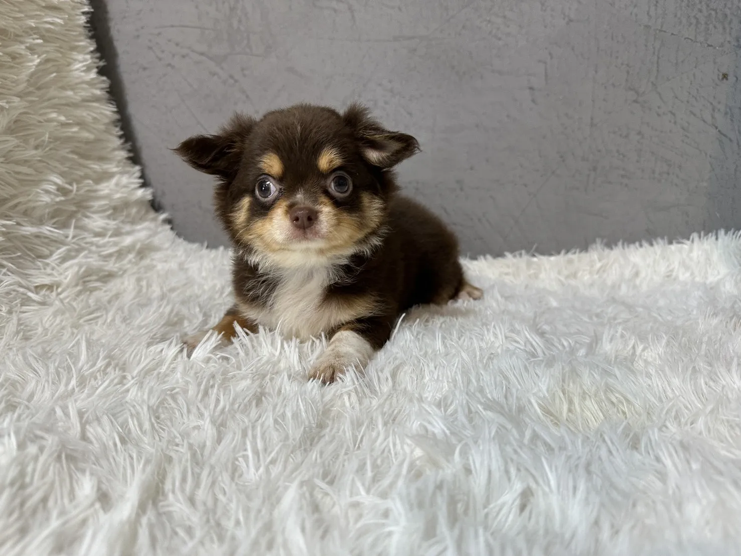 巧克力四目色吉娃娃