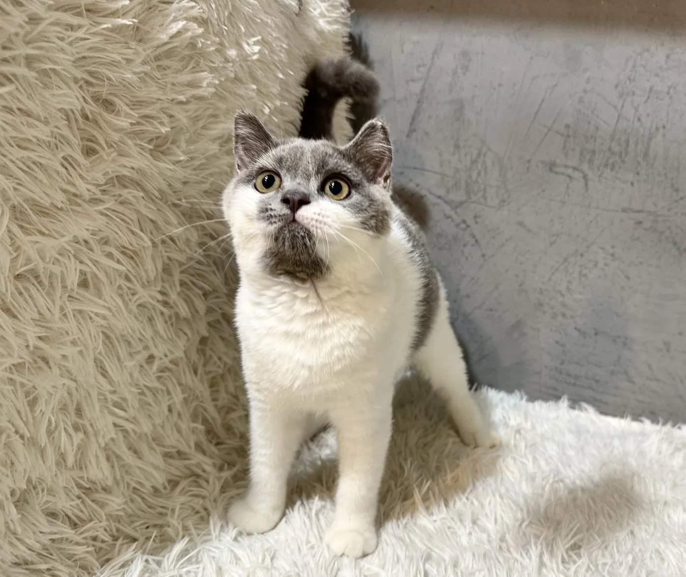 藍白色英國短毛貓