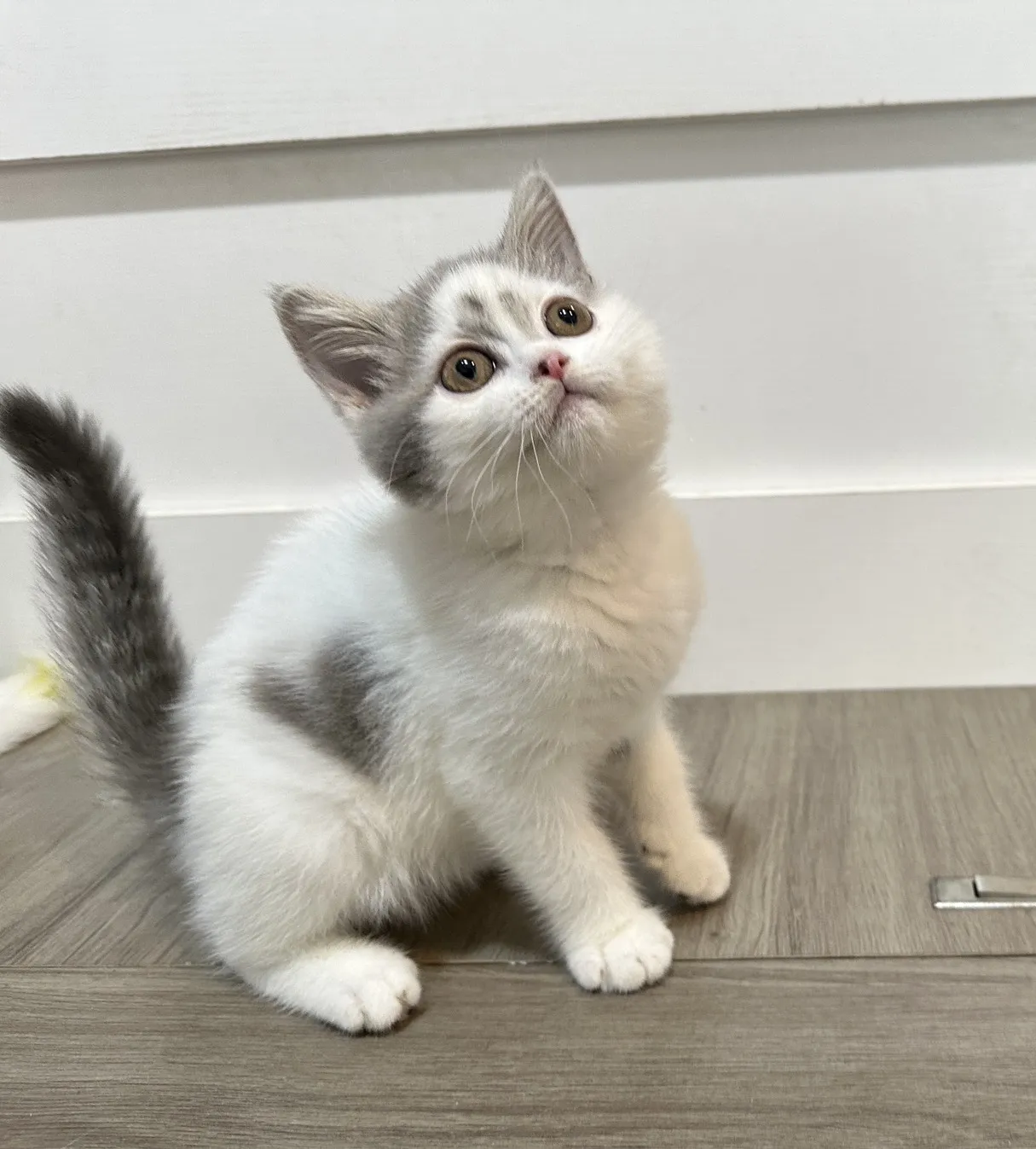 自帶愛心小貓咪