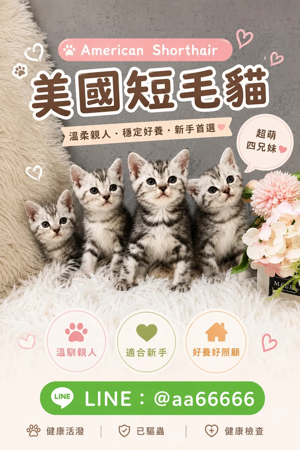 銀白螺旋紋美短