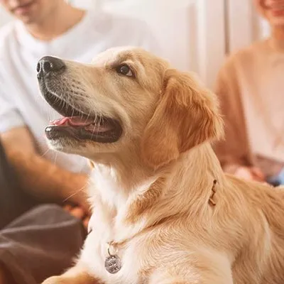 狗狗流口水很多正常嗎？