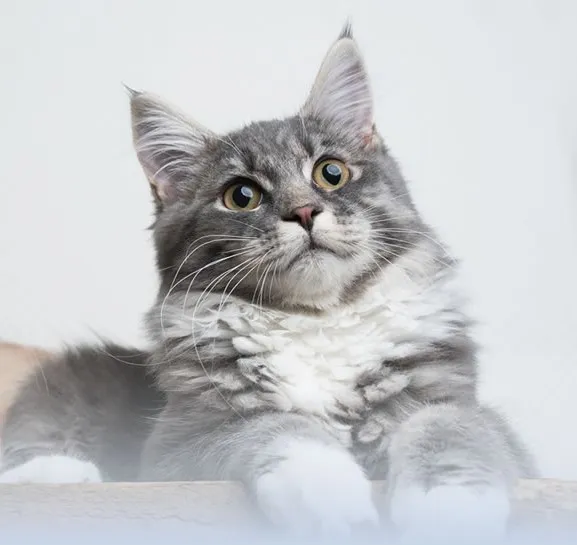 為什麼貓咪老是躲起來？