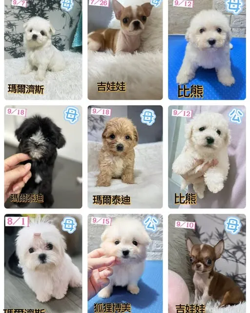 你正在找一隻可愛的小夥伴嗎？來繽狗寵物生活館就對了！