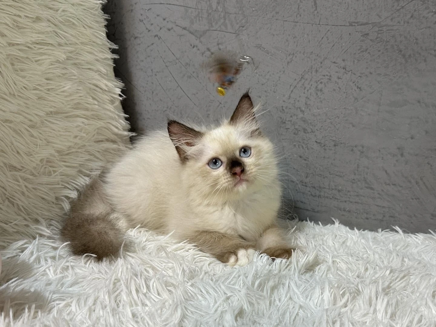 穿襪子的小貓咪