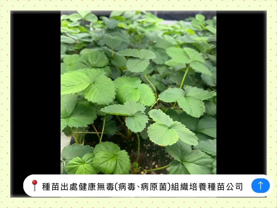 各位草莓玩家們、農友們