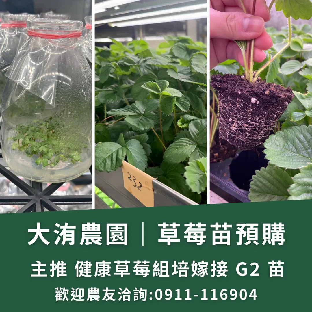 大洧農園｜草莓苗預購 開跑