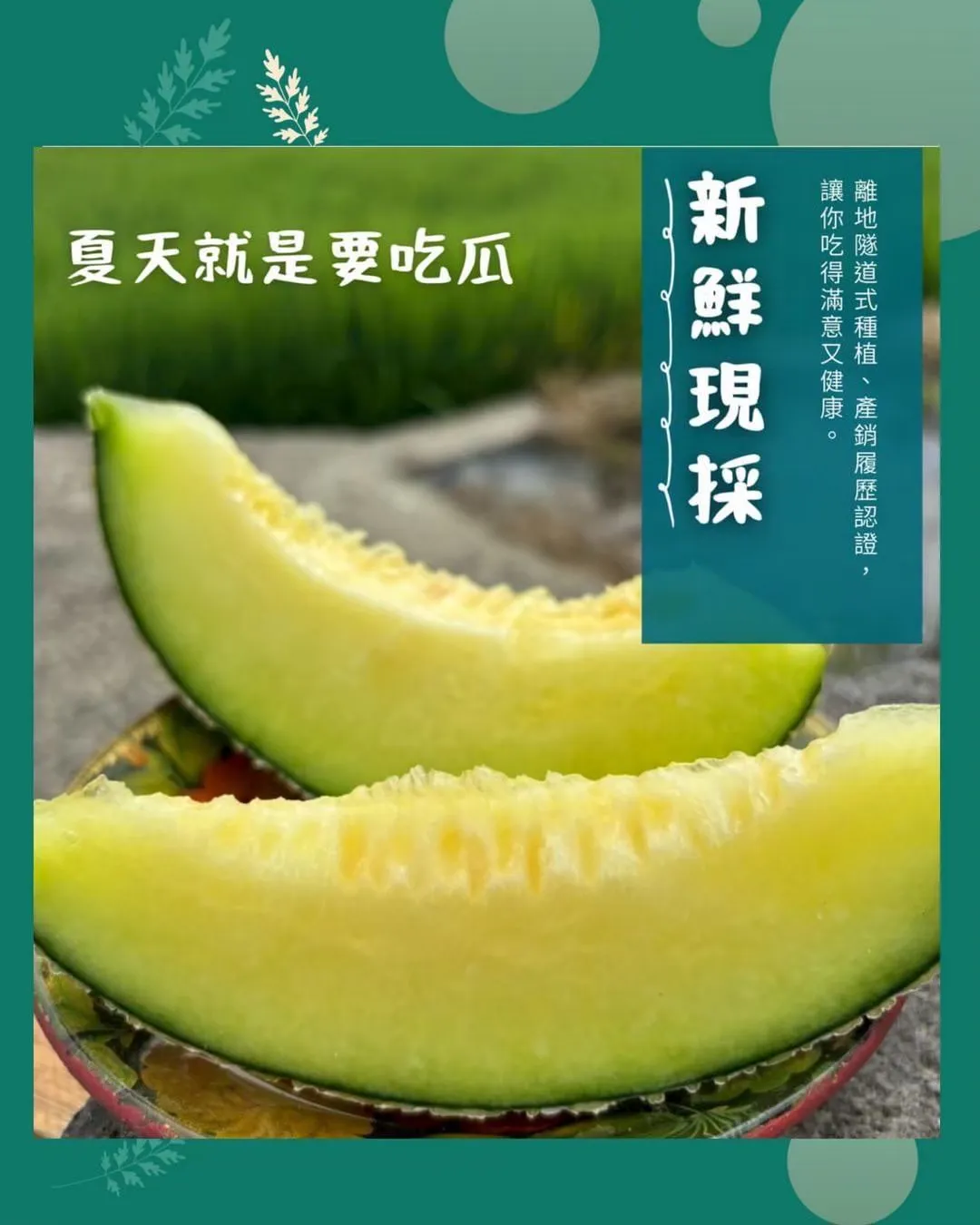 洋香瓜