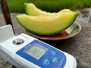 洋香瓜