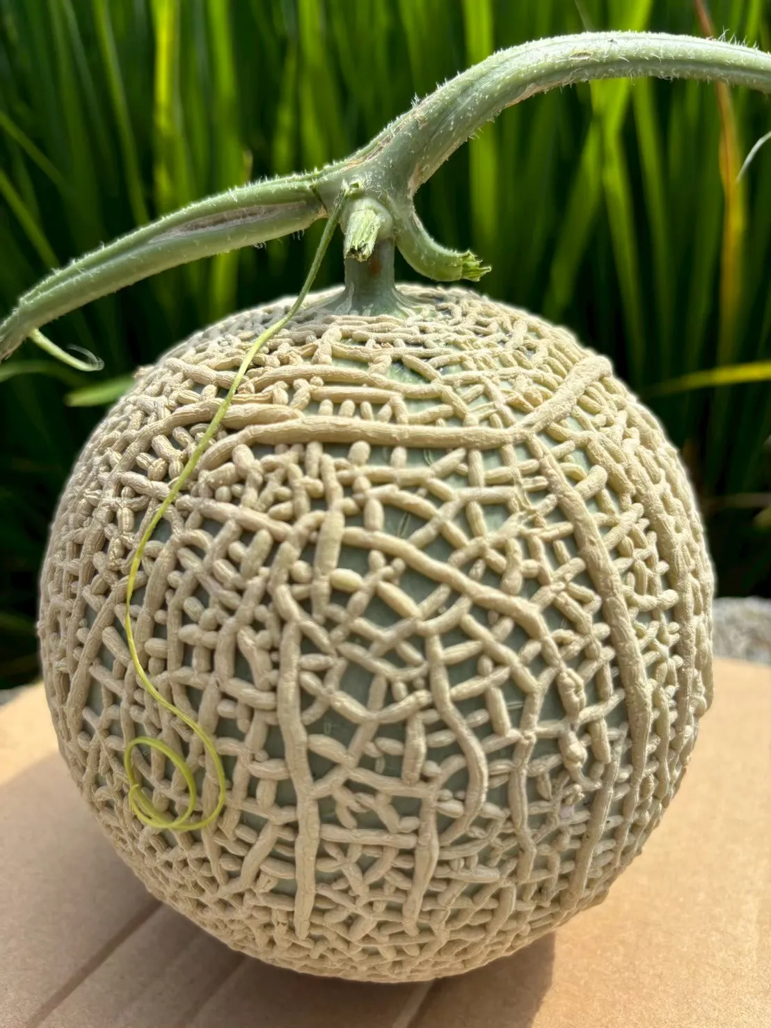 洋香瓜