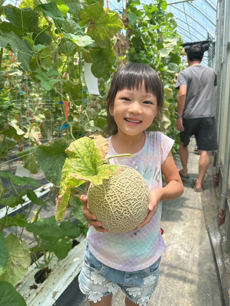 夏季-阿露斯洋香瓜 體驗採果趣