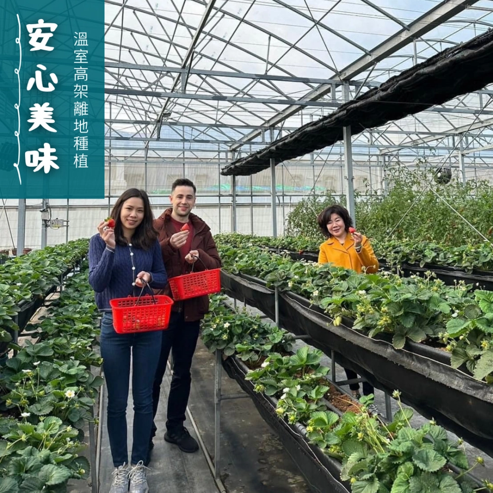 冬季限定-草莓採果活動