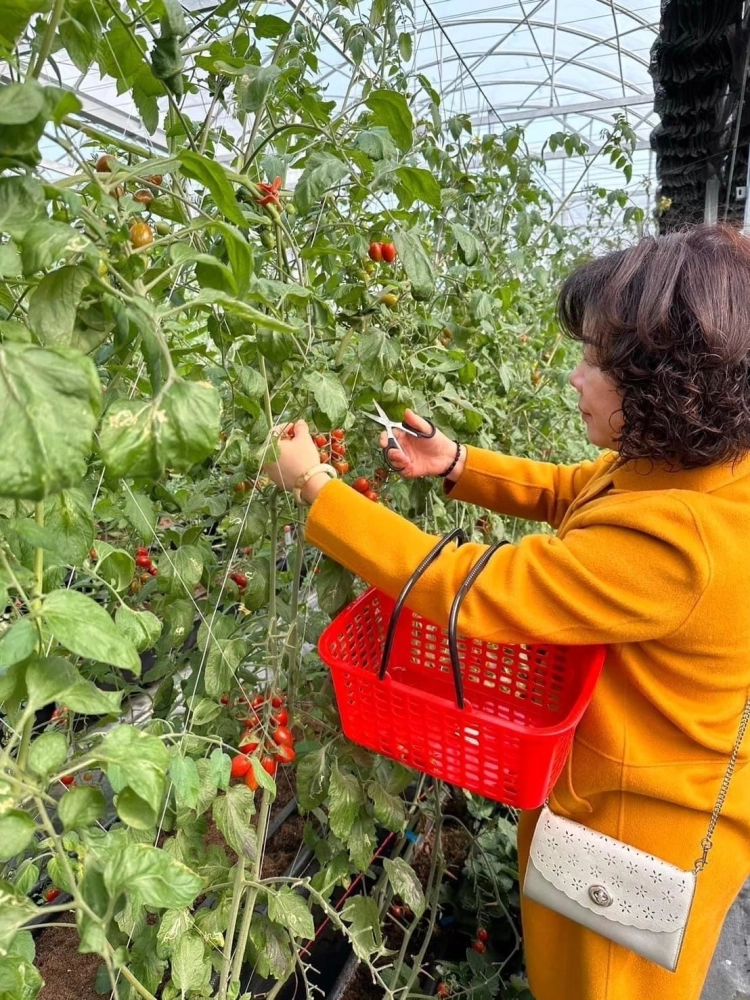 小番茄採果