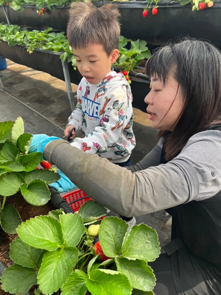 冬季草莓採果